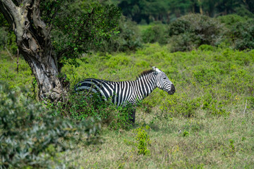 zebra in the serengeti park