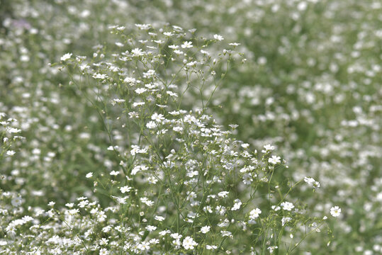 カスミソウ Images – Browse 3,010 Stock Photos, Vectors, and