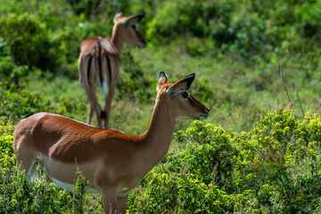 Gazelles roaming the Serengeti in Africa