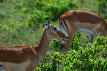 Gazelles roaming the Serengeti in Africa