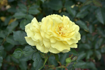 フリージア　バラの花