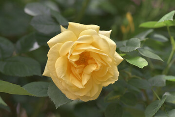 伊豆の踊子　バラの花