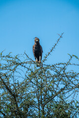 African Eagle Hawk sitting on tree branch