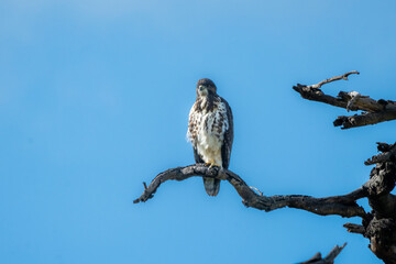 African Eagle Hawk sitting on tree branch