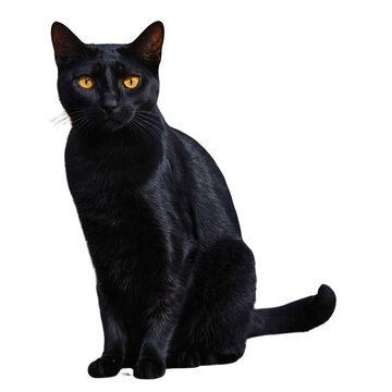 PNG Animal mammal black pet. AI generated Image by rawpixel black cat sitting on a white background
Asian bombay black adult cat

