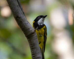 A male Golden Whistler  perched on a branch