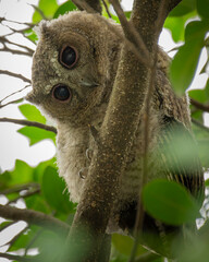 Collared scops owl baby Otus sagittatus perched in a tree in Taipei