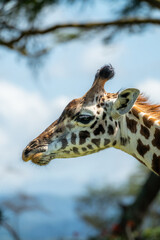 Rothschild giraffe in Maasai Mara, Kenya