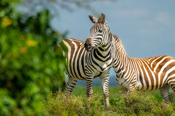 Fototapeta premium African Zebras roam the Savannah 