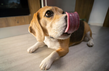 Beagle licking its snout on floor