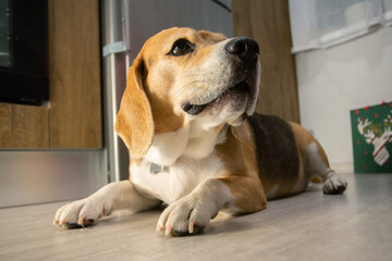 Tired Beagle resting on kitchen floor