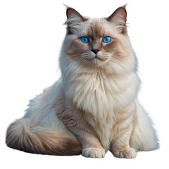 Fototapeta premium a long haired cat with blue eyes sitting down Beautiful Ragdoll Cat Illustration with Striking Blue Eyes â€“ Ideal for Pet Lovers, Decor, and Educational Material