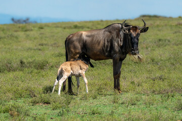 wildebeest with baby calf in the wild