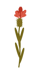 Vector illustration of a red wildflower isolated on a white background