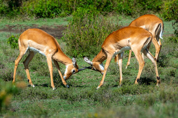 African Impala in the Serengeti fields of Tanzania 