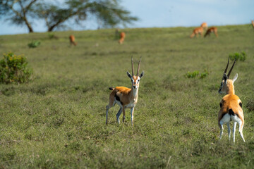 Gazelles roaming the Serengeti in Africa