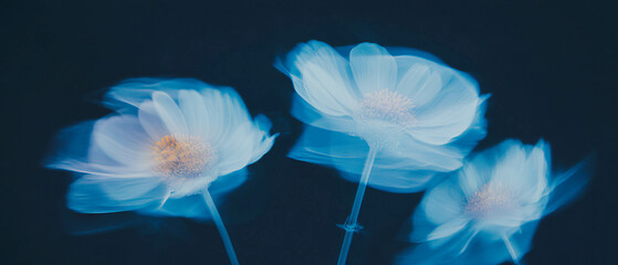 X-ray view showcasing the delicate petals and calming essence of chamomile flowers