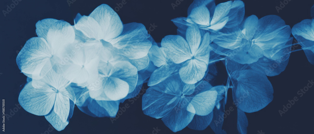 Poster x-ray view of hydrangea flowers showcasing intricate textures and cluster formations