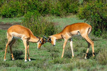 African Impala in the Serengeti fields of Tanzania 