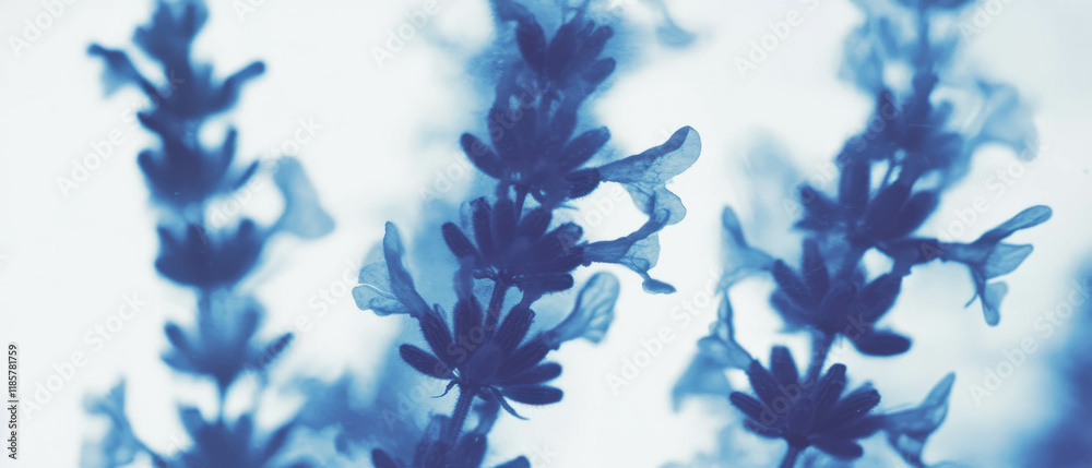 Poster x-ray visualization of lavender sprig with flowers highlighting delicate structure