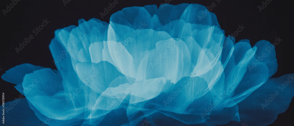 Poster x-ray view reveals the delicate structure of a peony bloom with layered petals