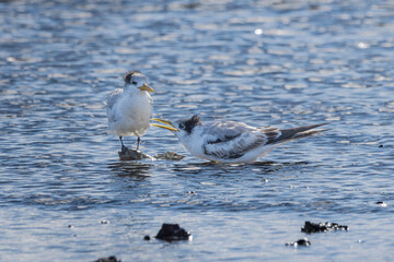 A pair of Crested Terns wading in water