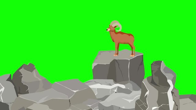 Wild lamb stands on rocks animation cartoon green screen