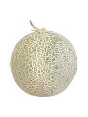 Melon sweet fruit white background
