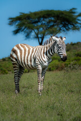 Obraz premium African Zebras roam the Savannah 