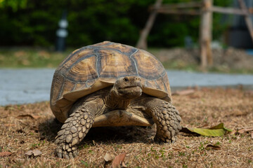 Sucata tortoise on the ground, closeup, animal