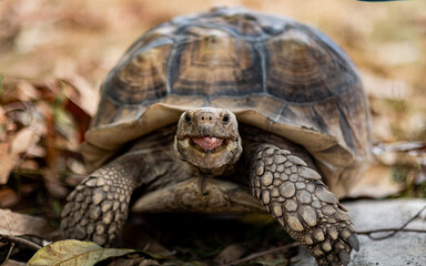 Sucata tortoise on the ground, closeup, animal