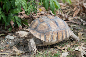 Sucata tortoise on the ground, closeup, animal