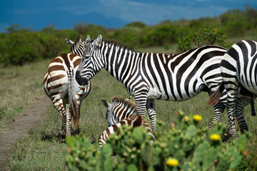 African Zebras roam the Savannah 