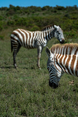 African Zebras roam the Savannah 