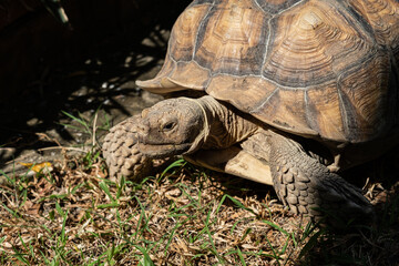 Sucata tortoise on the ground, closeup, animal