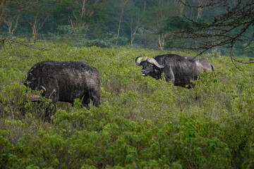 African Cape buffalo in the rain