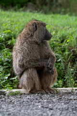 Baboon in the Serengeti of Africa with its baby