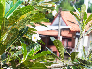 Daily Rental Guesthouse Exterior View