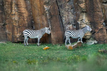 Zebras in Maasai Mara, Kenya 