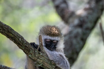 Vervet Monkey sitting in a tree