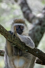 Vervet Monkey sitting in a tree