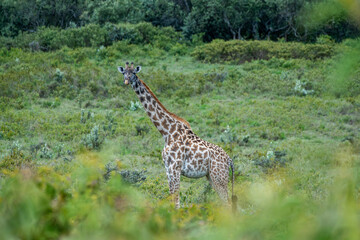 Rothschild giraffe in Maasai Mara, Kenya