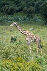 Rothschild giraffe in Maasai Mara, Kenya