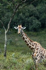Rothschild giraffe in Maasai Mara, Kenya