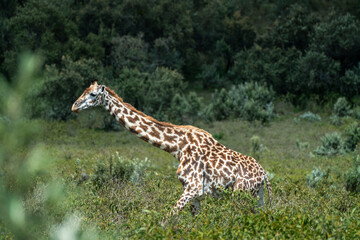 Rothschild giraffe in Maasai Mara, Kenya