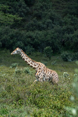 Rothschild giraffe in Maasai Mara, Kenya