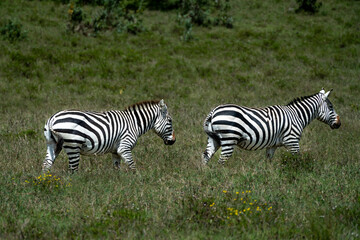 Zebras in Maasai Mara, Kenya 