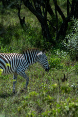 Zebras in Maasai Mara, Kenya 