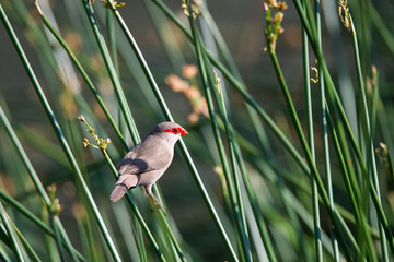 Common waxbill perched on a reed