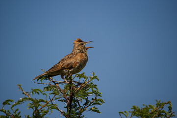Rufous-naped lark perched on top of a tree